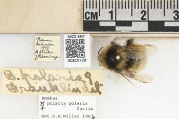 Media type: image; Entomology 810728   Aspect: labels